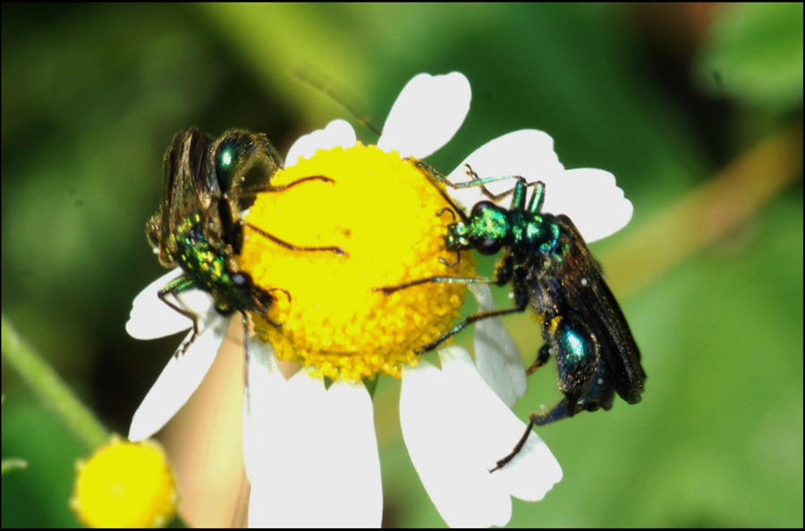 quant'' buona la camomilla! (maschi di Oedemera nobilis)